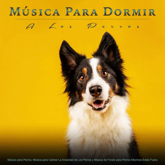 Música para calmar la ansiedad de los perros