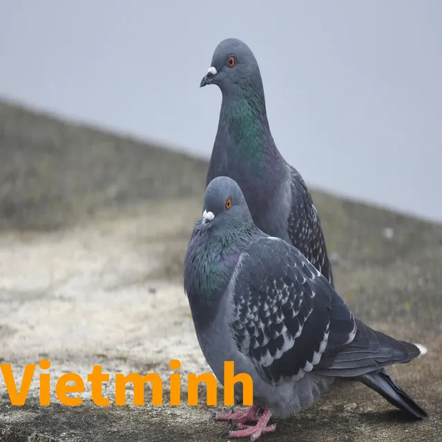 Vietminh