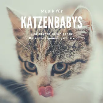 Musik für Katzenbabys: Eine Stunde Beruhigende Katzenentspannungsmusik by Meditationsmusik Künstler