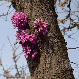 Meeting with a Judas Tree by Duval Timothy