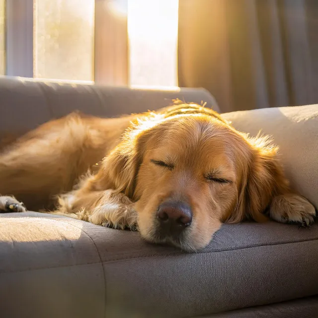 Sonidos Calmantes Para Perros: Pistas De Relajación Lofi