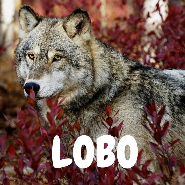 LOBO