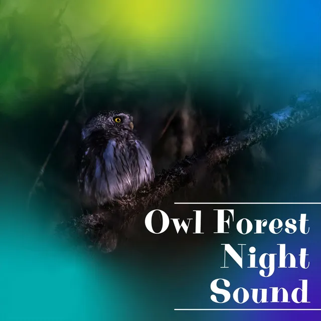 Owl Forest Night Sound Sleep, Relax