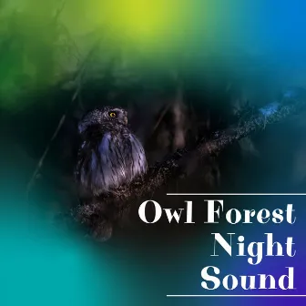 Owl Forest Night Sound Sleep, Relax by Forest at Night Sounds