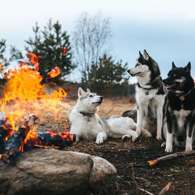 Calming Serenade in Fireside Bliss