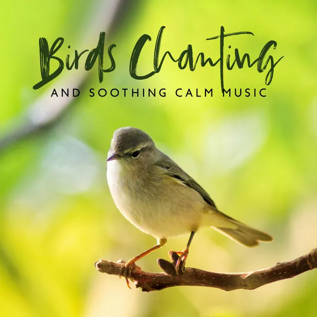 Birds Chanting and Soothing Calm Music (Insomnia Relief, Bird Sounds Relaxation, Cleansing of Negativity)