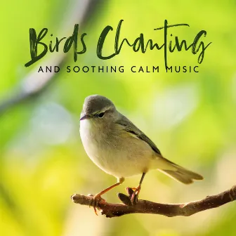 Birds Chanting and Soothing Calm Music (Insomnia Relief, Bird Sounds Relaxation, Cleansing of Negativity) by Bird Song Group