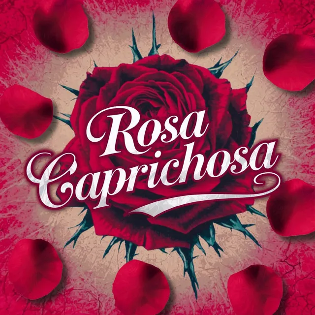 Rosa Caprichosa