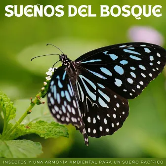 Sueños Del Bosque: Insectos Y Una Armonía Ambiental Para Un Sueño Pacífico by 