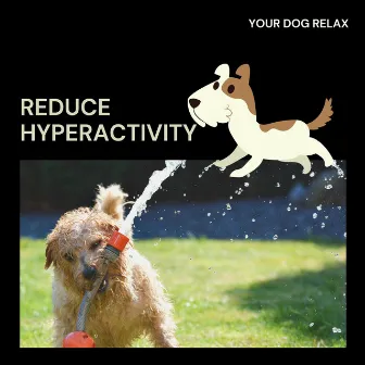 Reduce Hyperactivity by Your Dog Relax