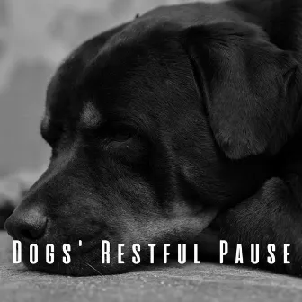 Dogs' Restful Pause: Ambient Music Lullaby by Hushed