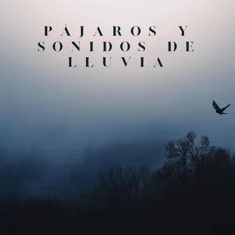 Pájaros Y Sonidos De Lluvia by Sonidos Del Bosques