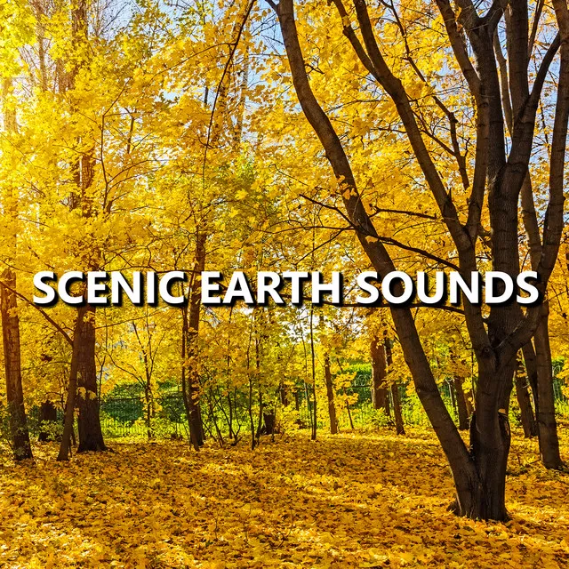 Scenic Earth Sounds