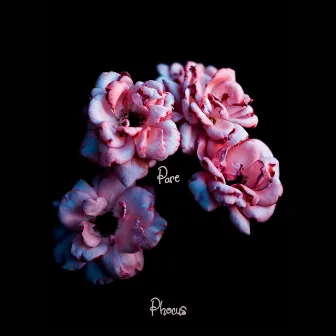 Pare by Phocus