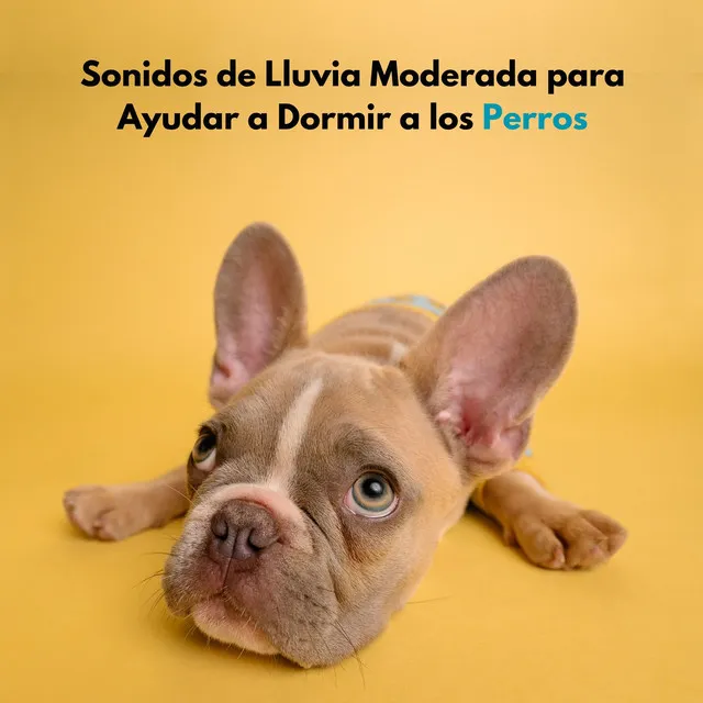 Sonidos De Lluvia Moderada Para Ayudar A Dormir A Los Perros