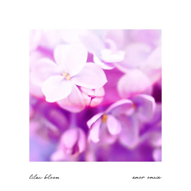 Lilac Bloom