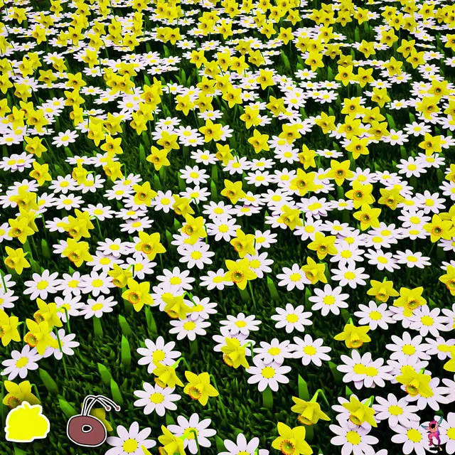 Daffodils & Daisys