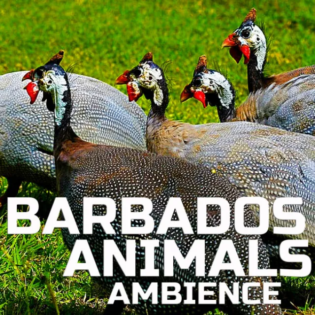 Barbados Animals Sounds