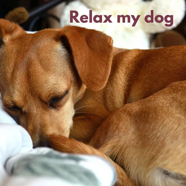 Dog Relax