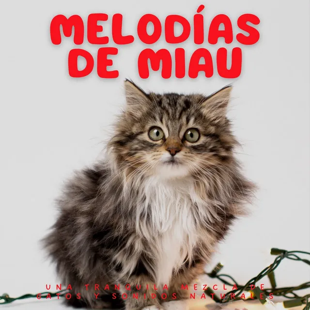 Melodías De Miau: Una Tranquila Mezcla De Gatos Y Sonidos Naturales