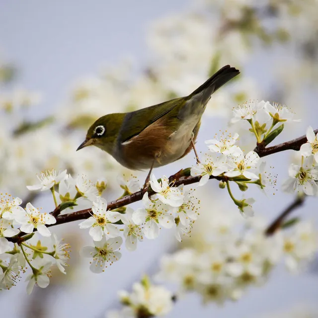 Sweet Sound of Nature