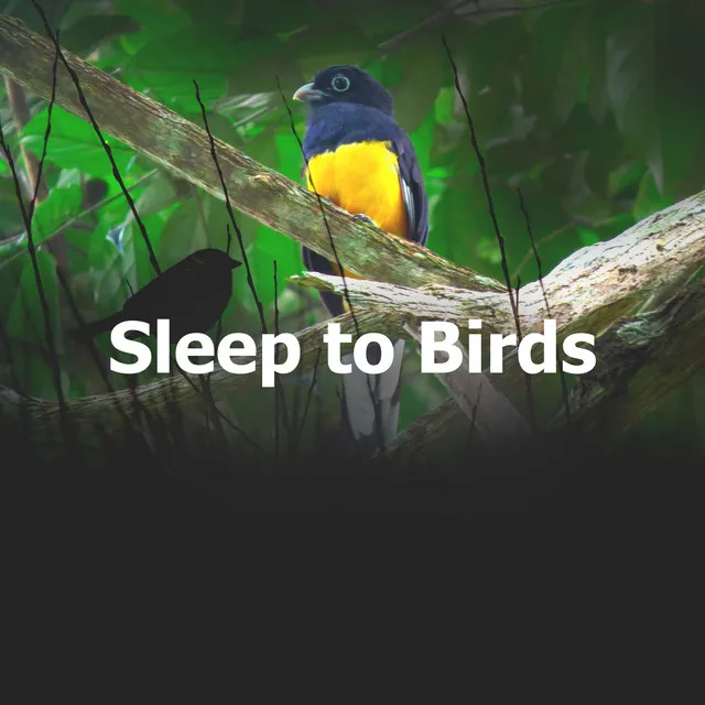 Sleep to Birds