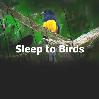 Sleep to Birds by Forest Sounds FX