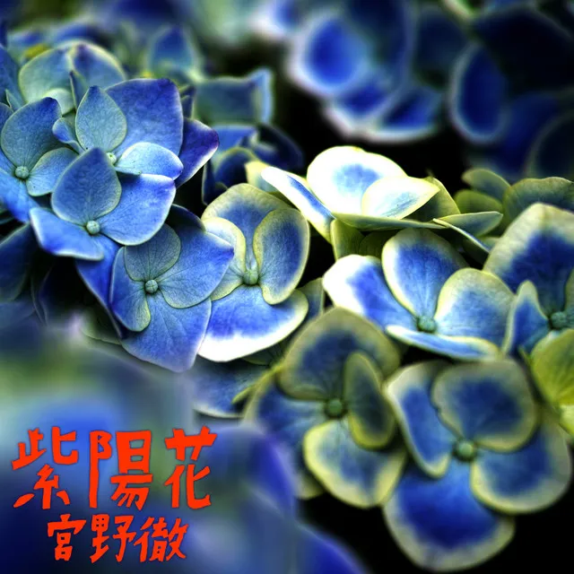 紫陽花