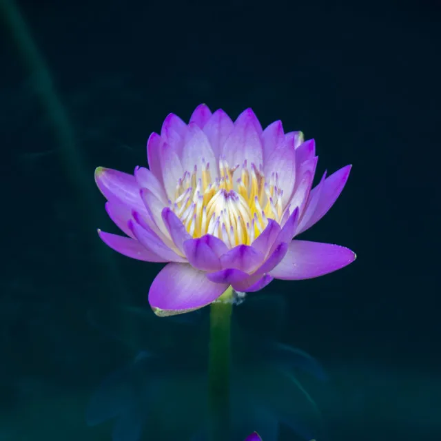 Lotus