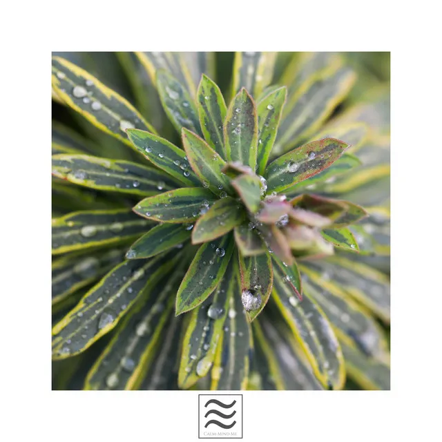 Sonidos Naturales de la Lluvia para Dormir