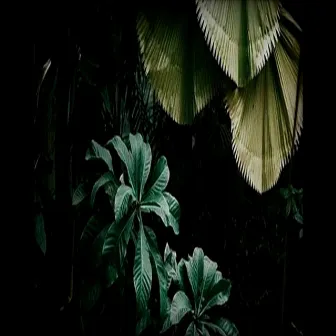 Jungle by Di Madd