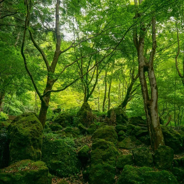 Wandering Woods: Forest Symphony for Spiritual Relaxation