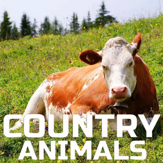 Country Animal Planet - Animals Sound Effects Remix