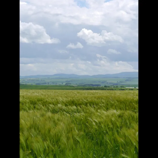 Derry Air,Tripping Upstairs, Wind That Shakes the Barley