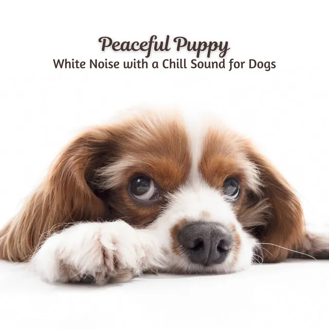 Peaceful Puppy: White Noise with a Chill Sound for Dogs