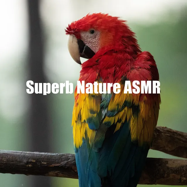 Superb Nature ASMR