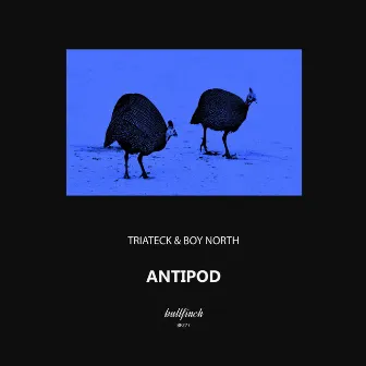 Antipod by Triateck