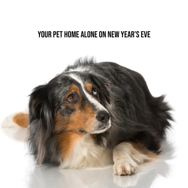 Your Pet Home Alone on New Year’s Eve. Gentle, Soothing & Calming Natural Melodies to Help Your Pet Get Trough This Difficult Time