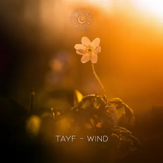 Wind by Tayf