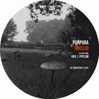 Micelio by Purpura