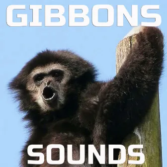 Gibbons Sounds by Animal Planet FX