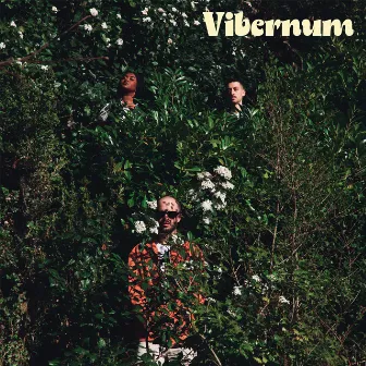 Vibernum by Captains of the Imagination