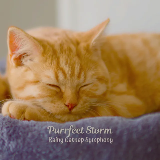 Calming Rhythms for Kitty's Tranquility