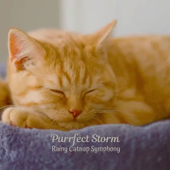 Purrfect Storm: Rainy Catnap Symphony by Unknown Artist