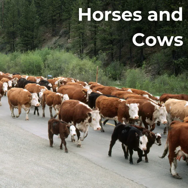 Horses and Cows