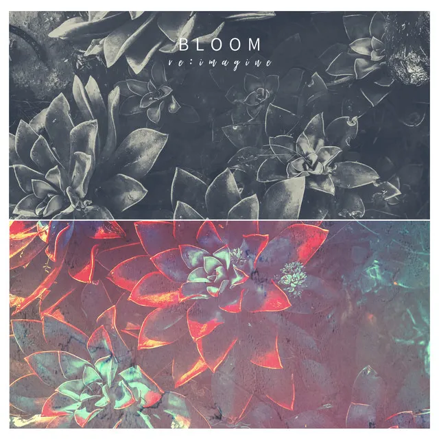 Bloom