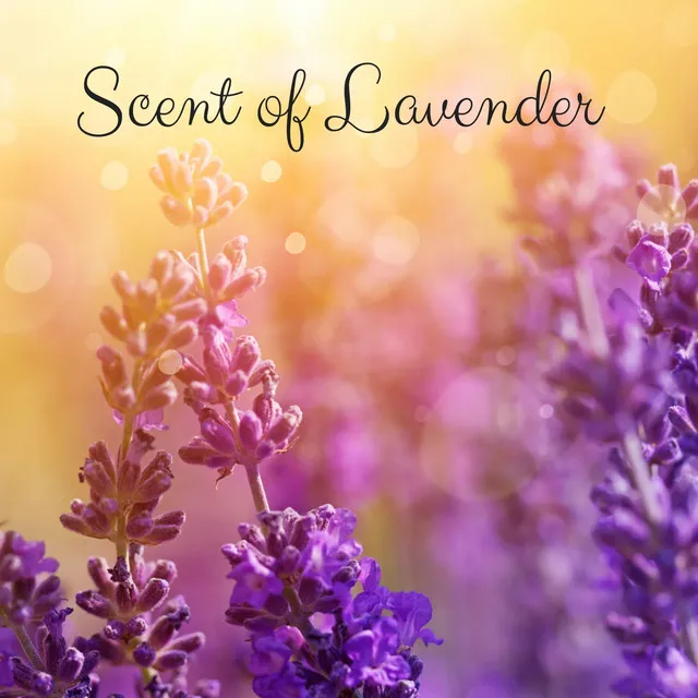 Scent of Lavender