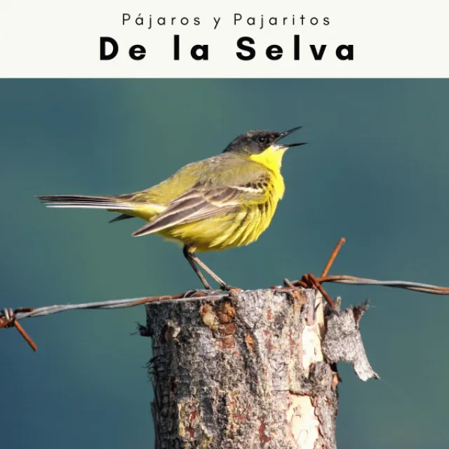 2 0 2 2: De la Selva