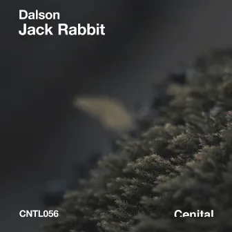 Jack Rabbit by Dalson