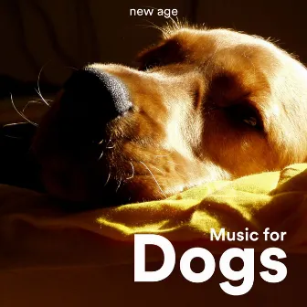 Music for Dogs: Relaxing Music for Dogs by Osmosis Now